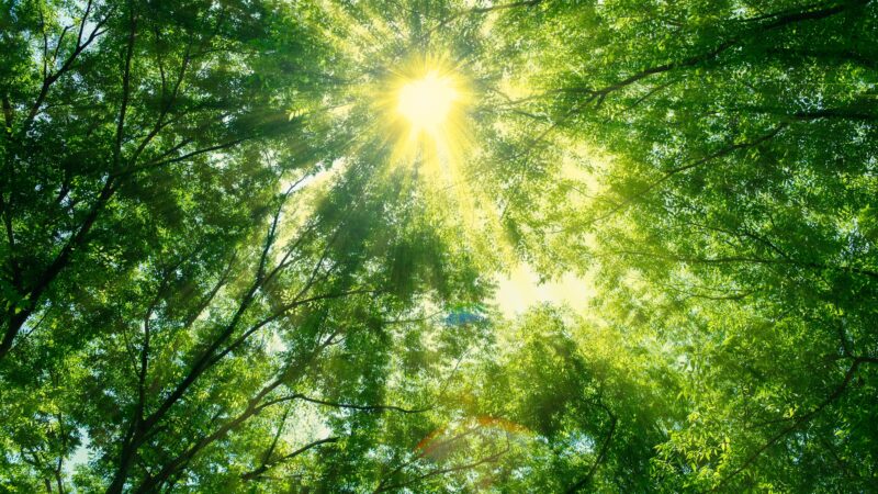 株式会社UCWORLD「フォレスト・サポーターズ」参加と4つのACTIONへの取組みについて