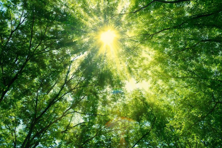 株式会社UCWORLD「フォレスト・サポーターズ」参加と4つのACTIONへの取組みについて