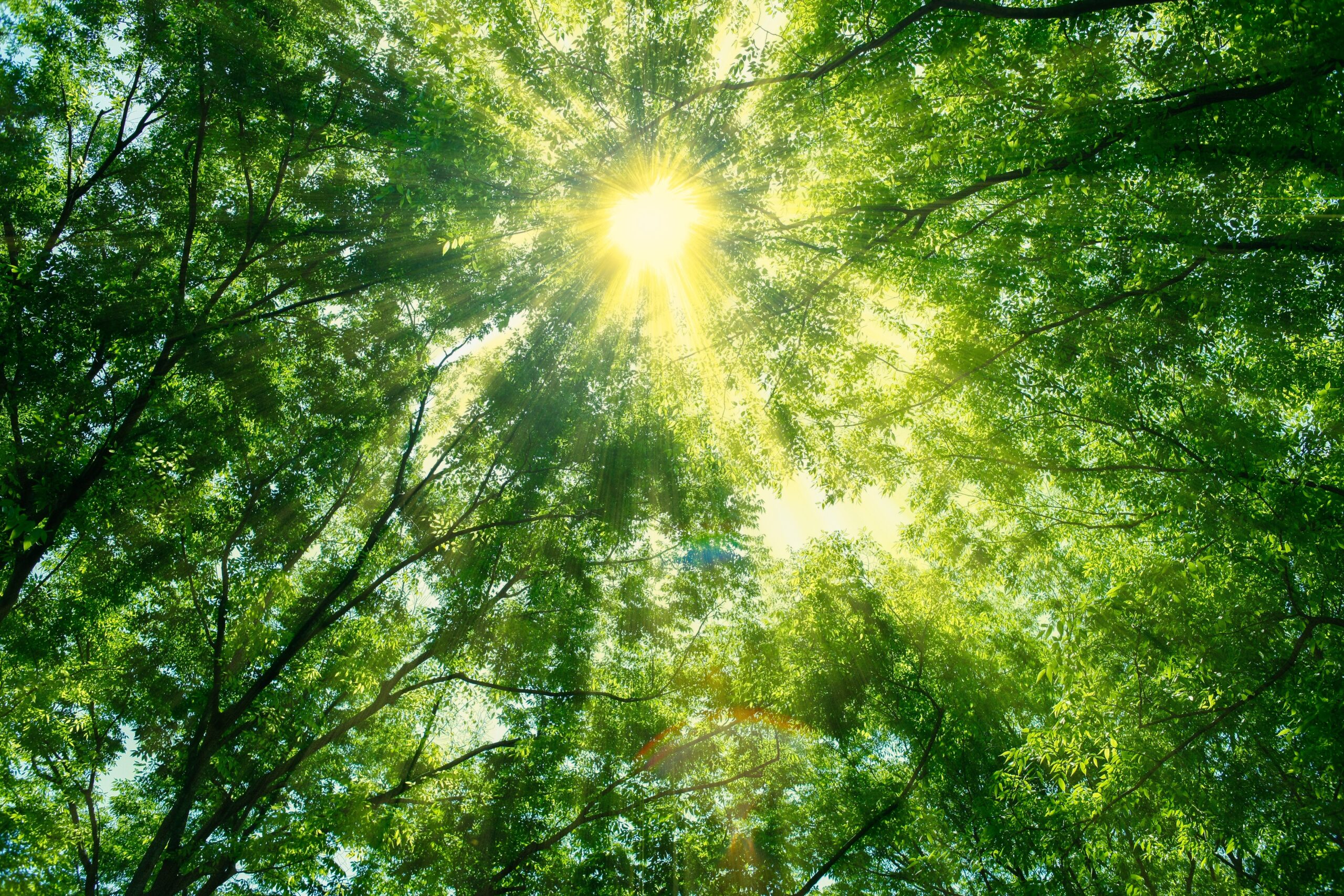 株式会社UCWORLD「フォレスト・サポーターズ」参加と4つのACTIONへの取組みについて